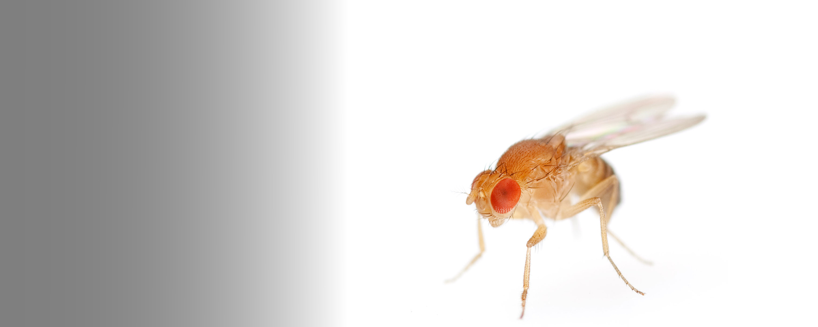 Animal Research-Banner