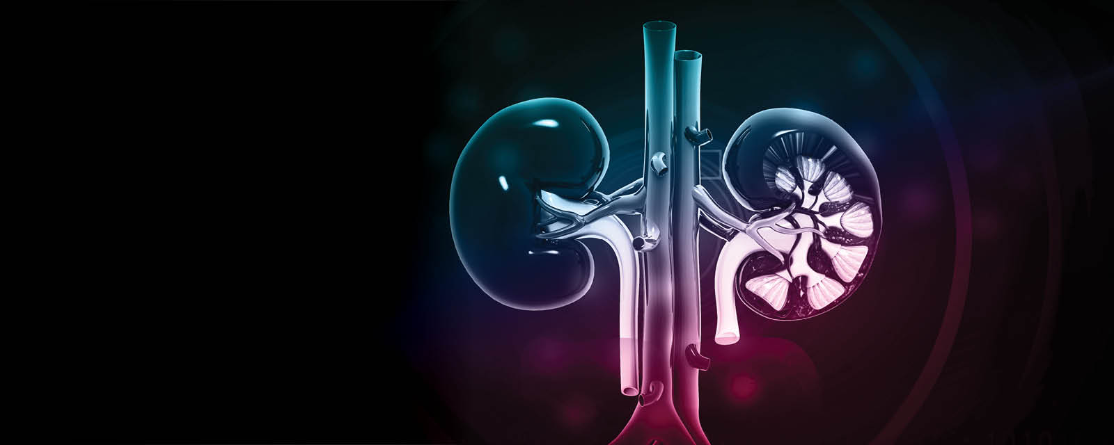 2022 Conferences - Website - Banners - Renal (Kidney Camp)