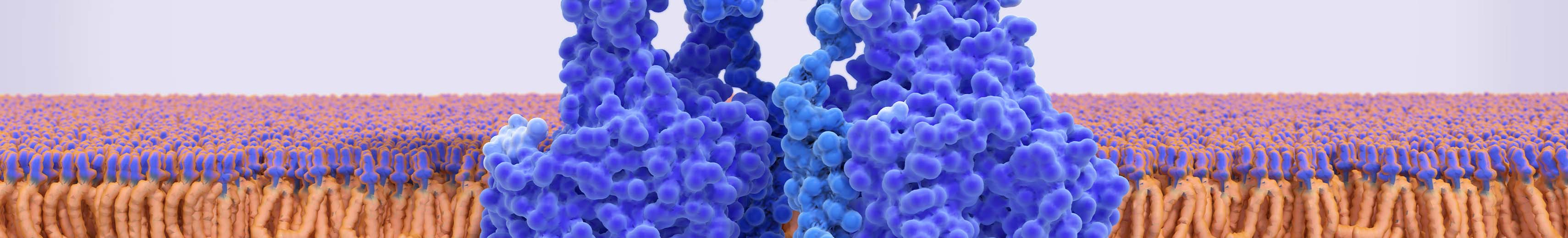 2023 Web Refresh - Vascular-tubular Crosstalk