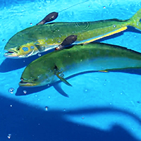 2mahimahi200x200