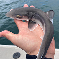 Shark 200 Shark 200