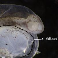 Yolk sac Yolk sac