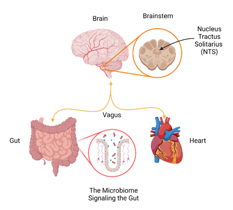 A diagram showing the brain, with the brainstem's Nucleus Tractus Solitarius (NTS) highlighted, lines labeled Vagus point back and forth from  brain to heart and brain to gut, with a highlight of "The Microbiome Signaling the Gut."