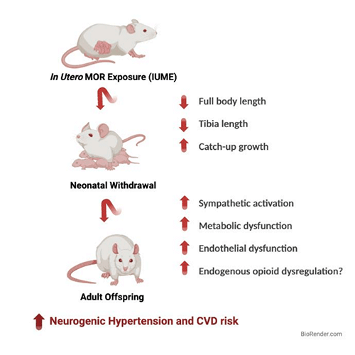 “In Utero MOR Exposure (IUME)” Up Neurogenic Hypertension and CVD risk. Down full body length Down tibia length Up catch-up growth. Up Sympathetic activation Up metabolic dysfunction Up endothelial dysfunction Up endogenous opioid dysregulation?