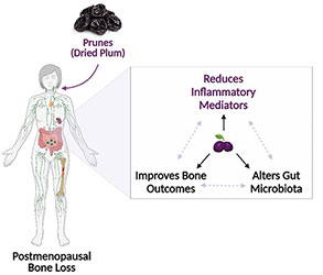 PrunesAndBoneLoss Illustration of a person with postmenopausal bone loss eating prunes (dried plums) with a highlight on the gut showing a triangle of two-way feedback between each side: Reduces Inflammatory Mediators, Improves Bone Outcomes, Alters Gut Microbiota.
