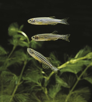 Zebrafish Mitfa A Clear Advantage | American Physiological Society