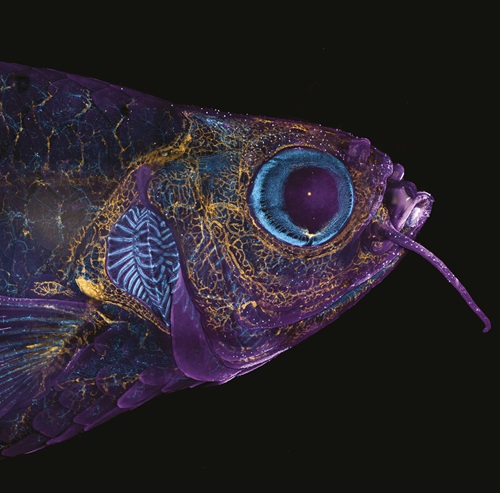 A photograph of an adult transgenic zebrafish taken through a light microscope, showing the blood vessels (blue), lymphatic vessels (yellow), and the skin and scales (purple). Feature_Zebrafish_jan24